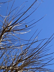 Aegithalos caudatus