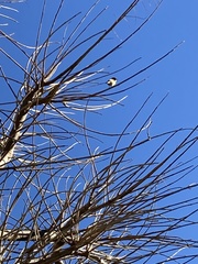 Aegithalos caudatus