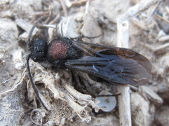 Physetopoda punctata