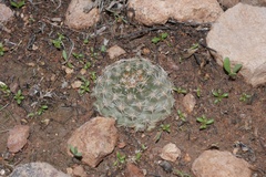 Neowerdermannia chilensis