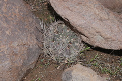 Neowerdermannia chilensis