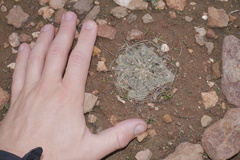 Neowerdermannia chilensis