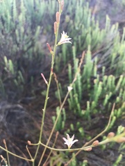 Trachyandra brachypoda