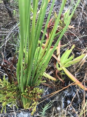 Trachyandra brachypoda