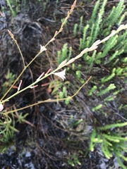 Trachyandra brachypoda