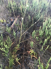 Trachyandra brachypoda