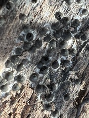 Rosellinia subiculata