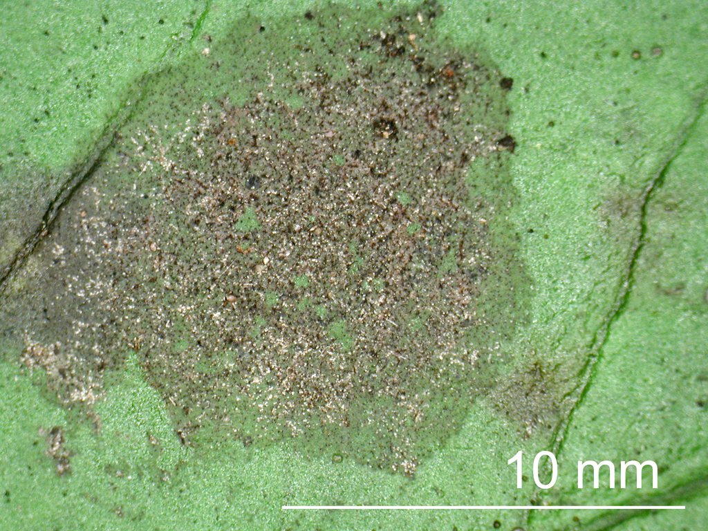 Microxyphium from Forest Hill Reserve on May 8, 2012 by Jerry Cooper