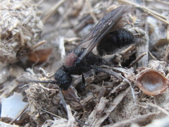 Physetopoda punctata