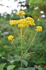 Patrinia scabiosifolia