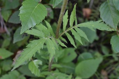 Patrinia scabiosifolia