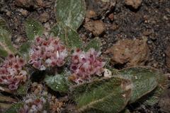 Gomphrena meyeniana