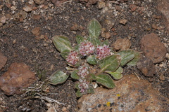 Gomphrena meyeniana
