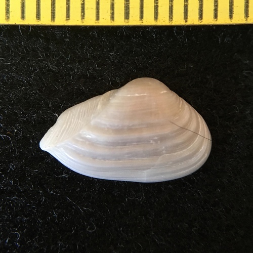 Tenuicorbula lyoni