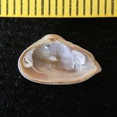 Tenuicorbula lyoni