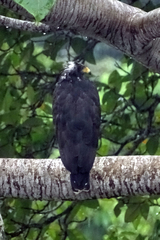 Buteogallus anthracinus
