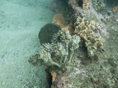 Halisarca australiensis