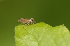 Laodelphax striatella