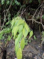 Ficus sarmentosa lacrymans