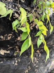 Ficus sarmentosa lacrymans