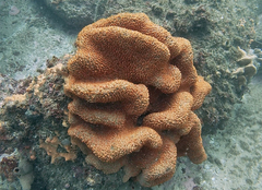 Polyandrocarpa lapidosa