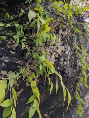 Ficus sarmentosa lacrymans