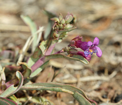 Penstemon patens