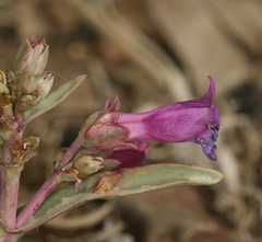 Penstemon patens