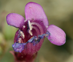 Penstemon patens