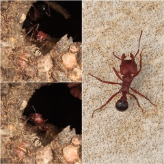 Amoimyrmex