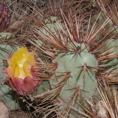 Airampoa ayrampo