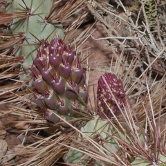 Airampoa ayrampo