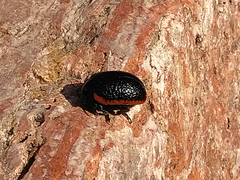 Chrysolina gypsophilae