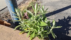 Pseudognaphalium biolettii