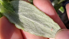 Pseudognaphalium biolettii