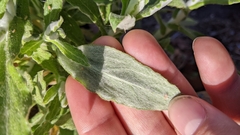 Pseudognaphalium biolettii