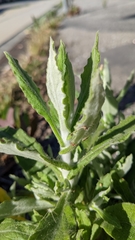 Pseudognaphalium biolettii