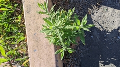 Pseudognaphalium biolettii