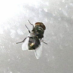 Chrysomya megacephala