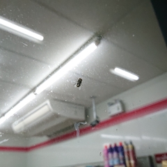 Chrysomya megacephala