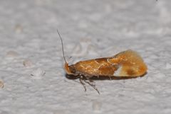 Epicallima formosella