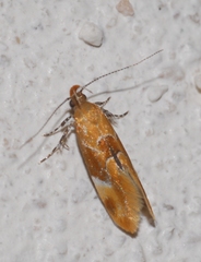 Epicallima formosella