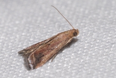 Metallostichodes nigrocyanella