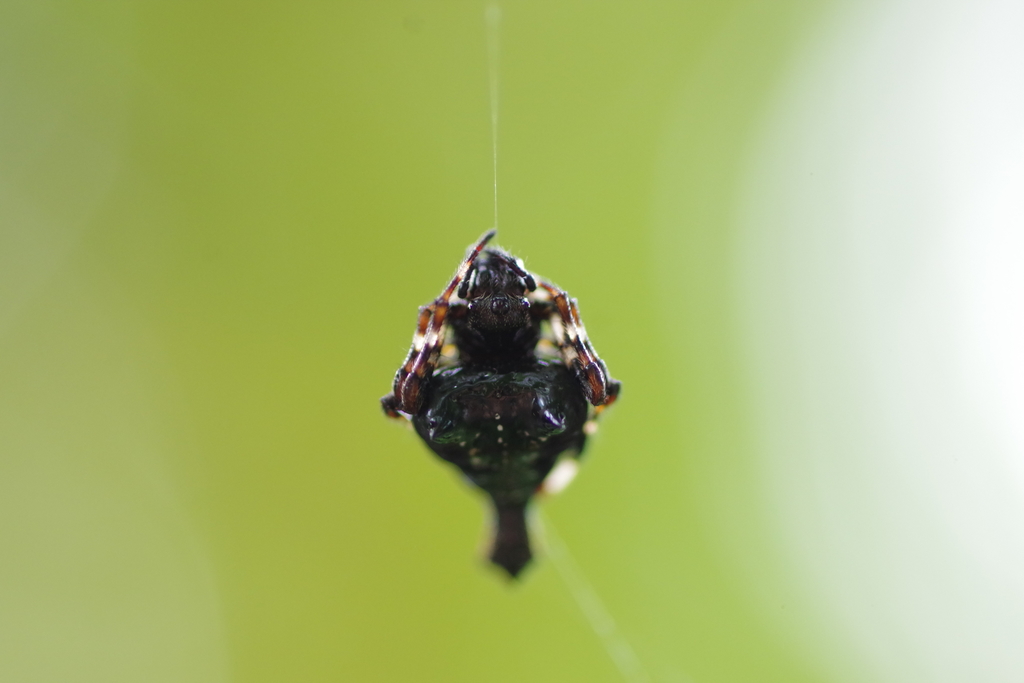 orb weavers
