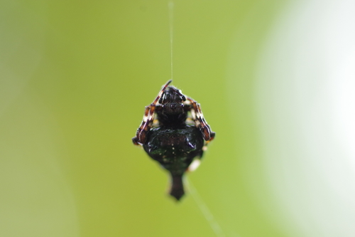 orb weavers