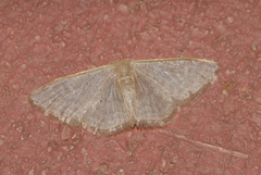 Idaea distinctaria