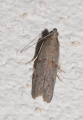 Cadra figulilella