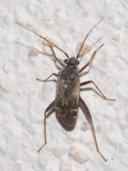 Polymerus cognatus