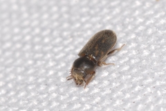 Heterocerus flexuosus