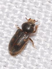 Heterocerus flexuosus